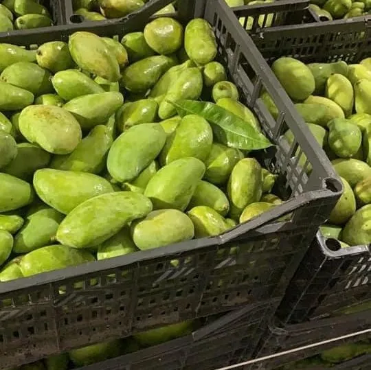 Mango